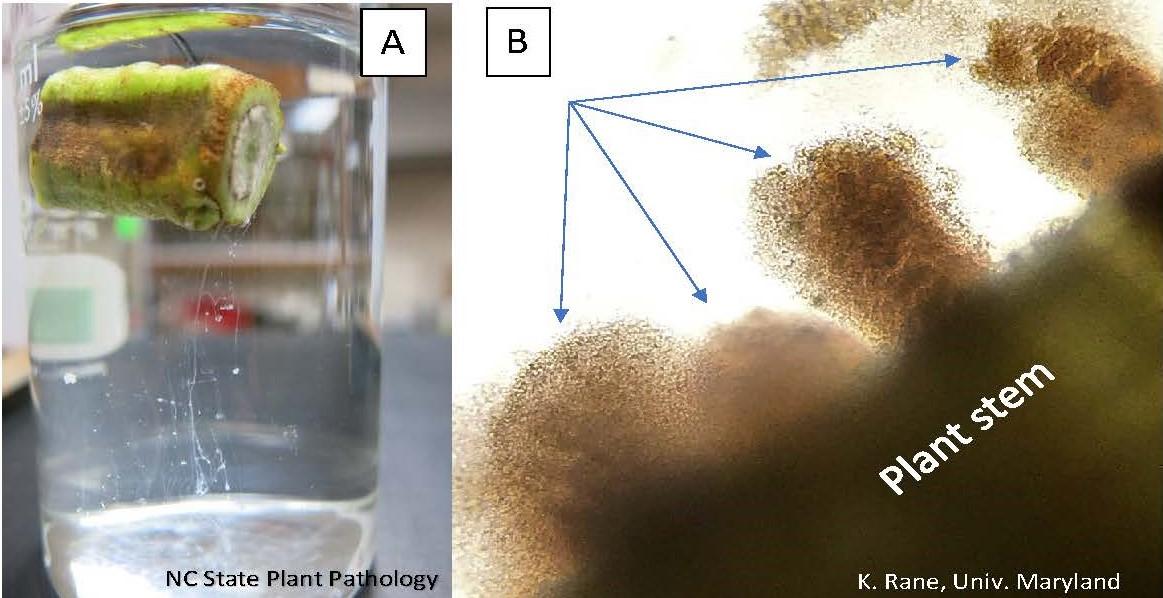 Southern Bacterial Wilt Of Tomato Found | University Of Maryland Extension